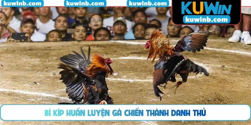 Bí kíp huấn luyện gà chiến thành danh thủ