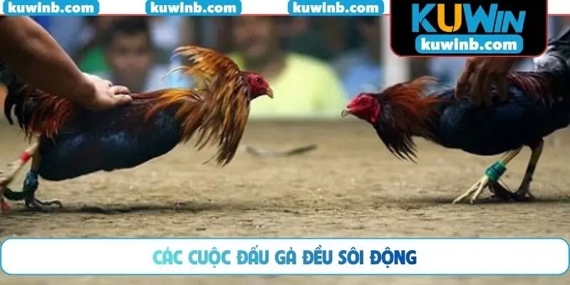 Các cuộc đấu gà đều sôi động