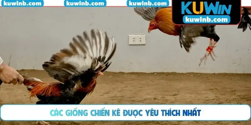 Các giống chiến kê được yêu thích nhất