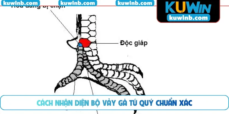Cách nhận diện bộ vảy gà Tứ Quý chuẩn xác