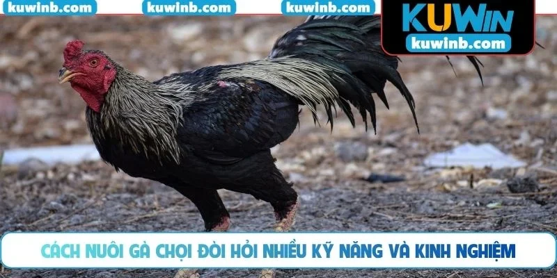 Cách nuôi gà chọi đòi hỏi nhiều kỹ năng và kinh nghiệm