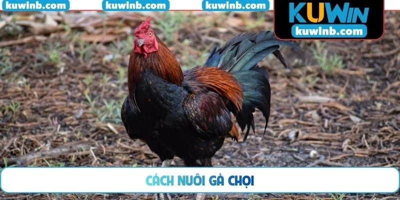 Cách nuôi gà chọi
