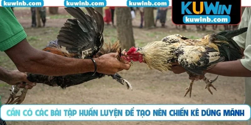 Cần có các bài tập huấn luyện để tạo nên chiến kê dũng mãnh
