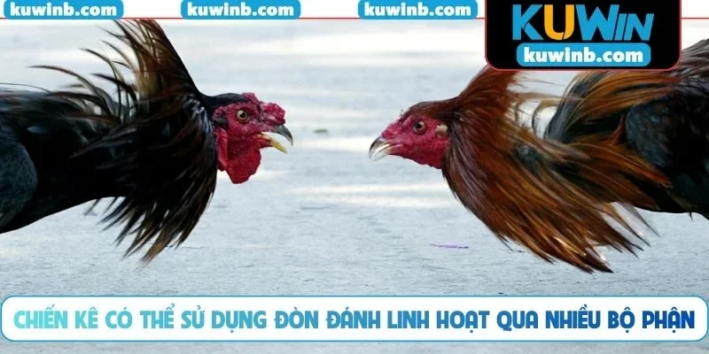 Chiến kê có thể sử dụng đòn đánh linh hoạt qua nhiều bộ phận