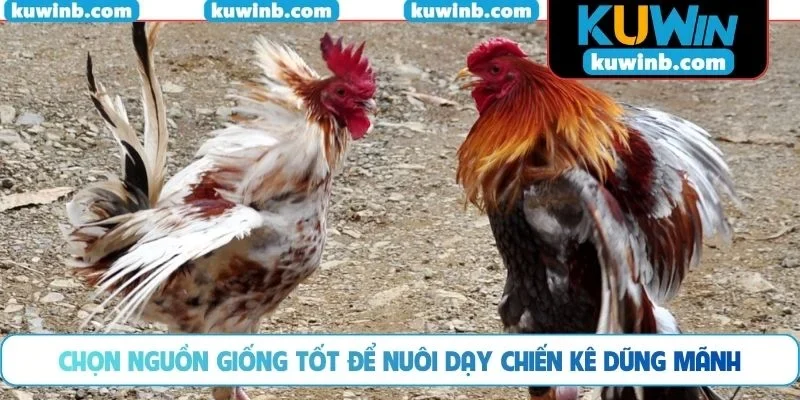 Chọn nguồn giống tốt để nuôi dạy chiến kê dũng mãnh