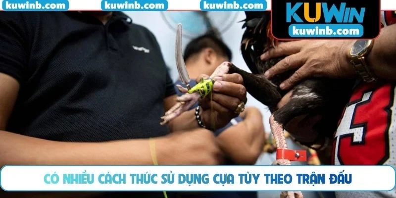 Có nhiều cách thức sử dụng cựa tùy theo trận đấu