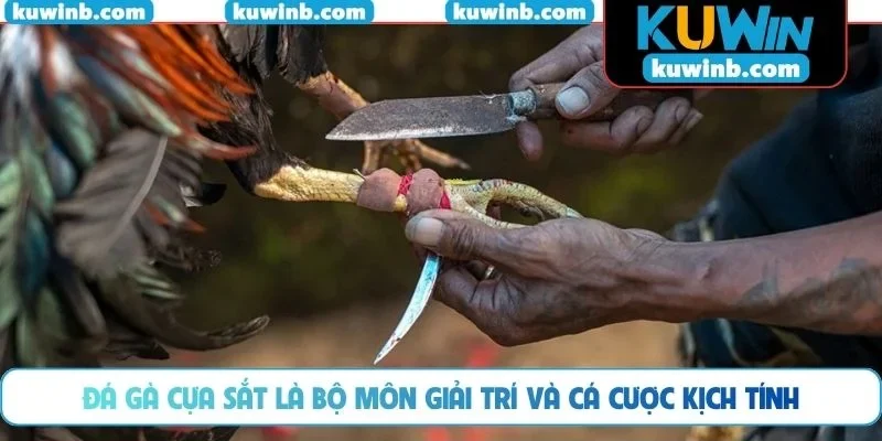 Đá gà cựa sắt là bộ môn giải trí và cá cược kịch tính