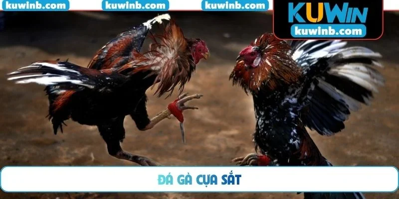 đá gà cựa sắt