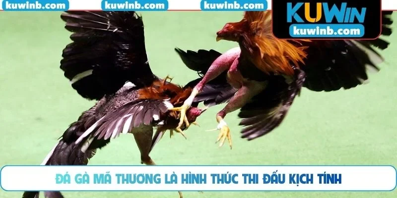 Đá gà mã thương là hình thức thi đấu kịch tính