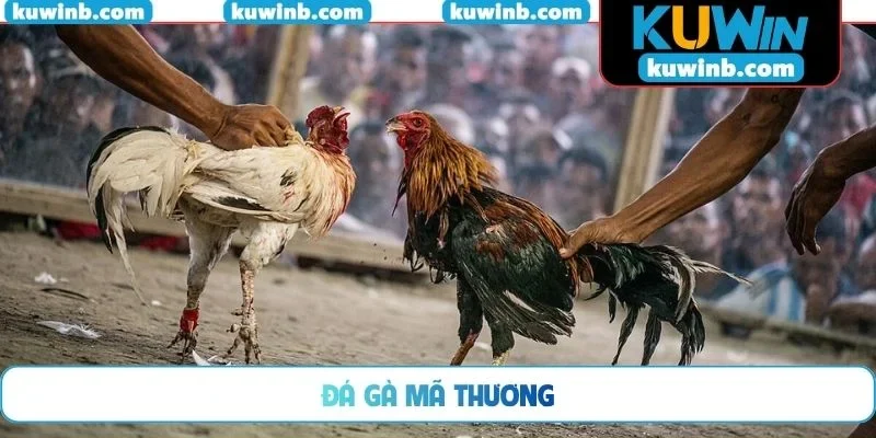 Đá gà mã thương