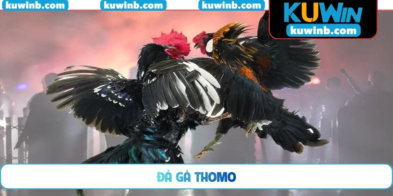 Đá gà Thomo