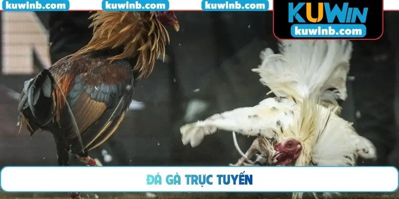 Đá gà trực tuyến