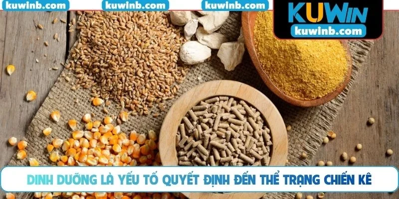Dinh dưỡng là yếu tố quyết định đến thể trạng chiến kê