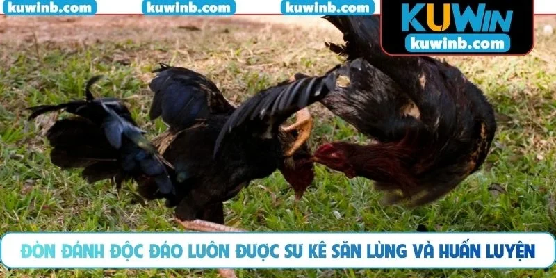 Đòn đánh độc đáo luôn được sư kê săn lùng và huấn luyện