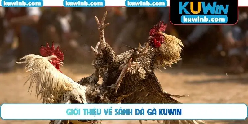 Giới thiệu về sảnh đá gà KUWIN