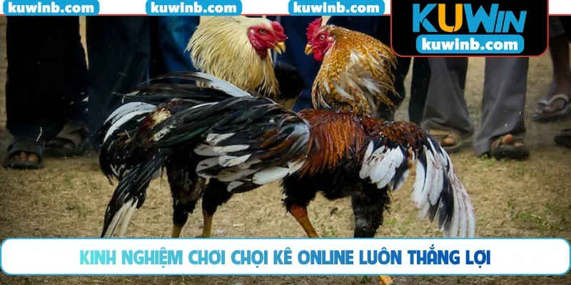 Kinh nghiệm chơi chọi kê online luôn thắng lợi
