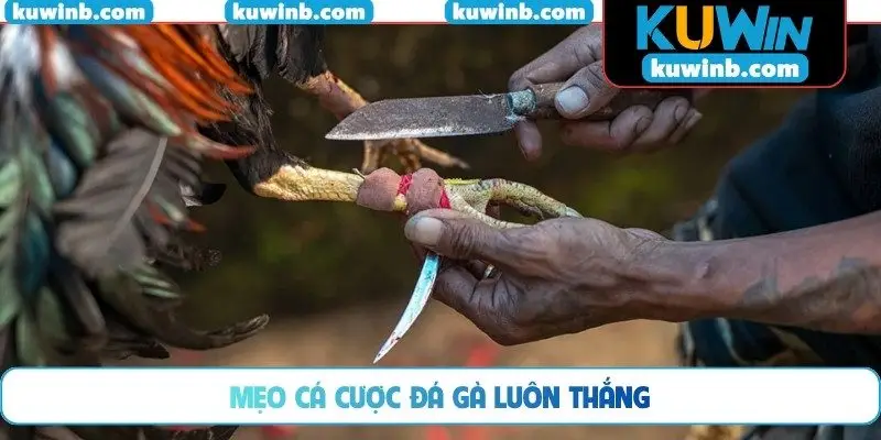 Mẹo cá cược đá gà luôn thắng