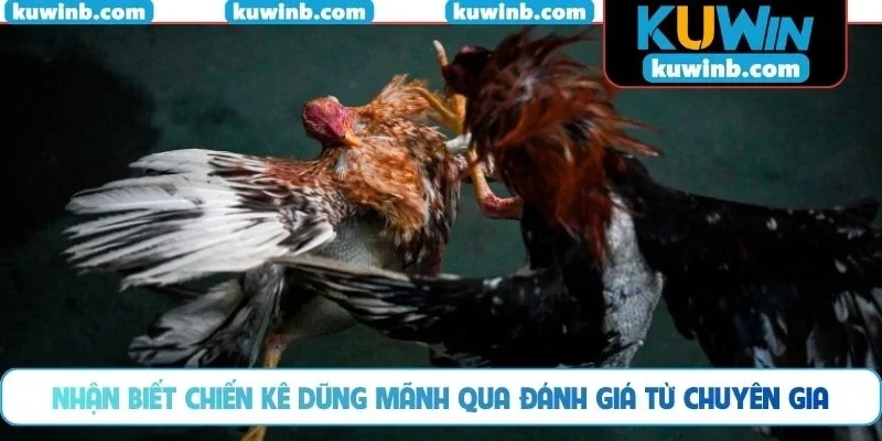 Nhận biết chiến kê dũng mãnh qua đánh giá từ chuyên gia