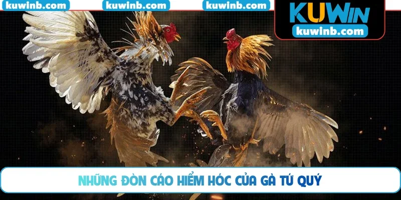 Những đòn cáo hiểm hóc của gà Tứ Quý
