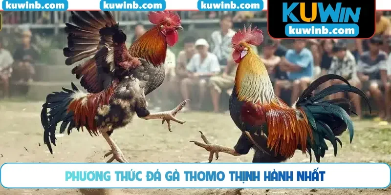 Phương thức đá gà Thomo thịnh hành nhất