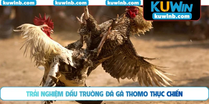 Trải nghiệm đấu trường đá gà Thomo thực chiến