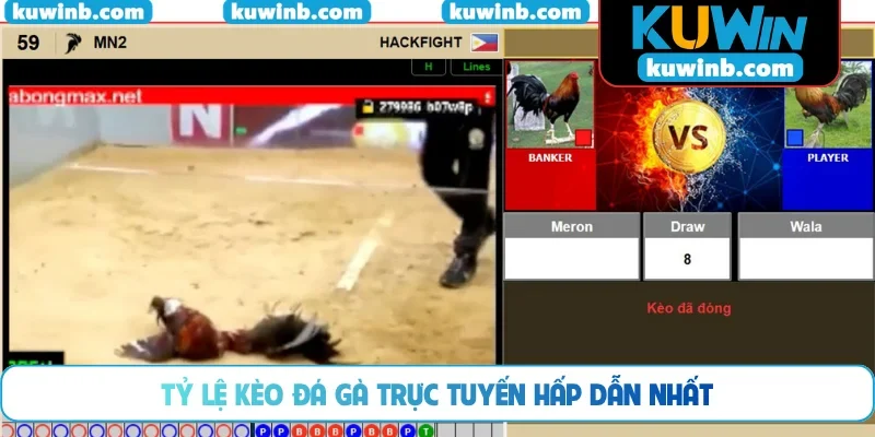 Tỷ lệ kèo đá gà trực tuyến hấp dẫn nhất