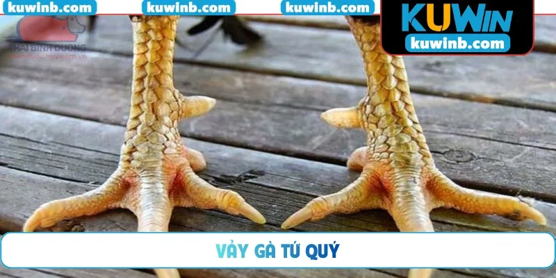 Vảy gà Tứ Quý