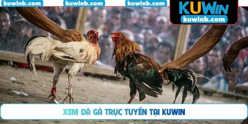 Xem đá gà trực tuyến tại KUWIN