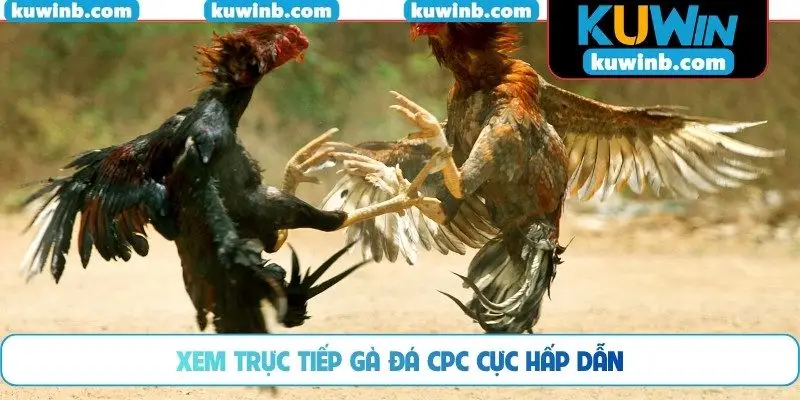 Xem trực tiếp gà đá CPC cực hấp dẫn
